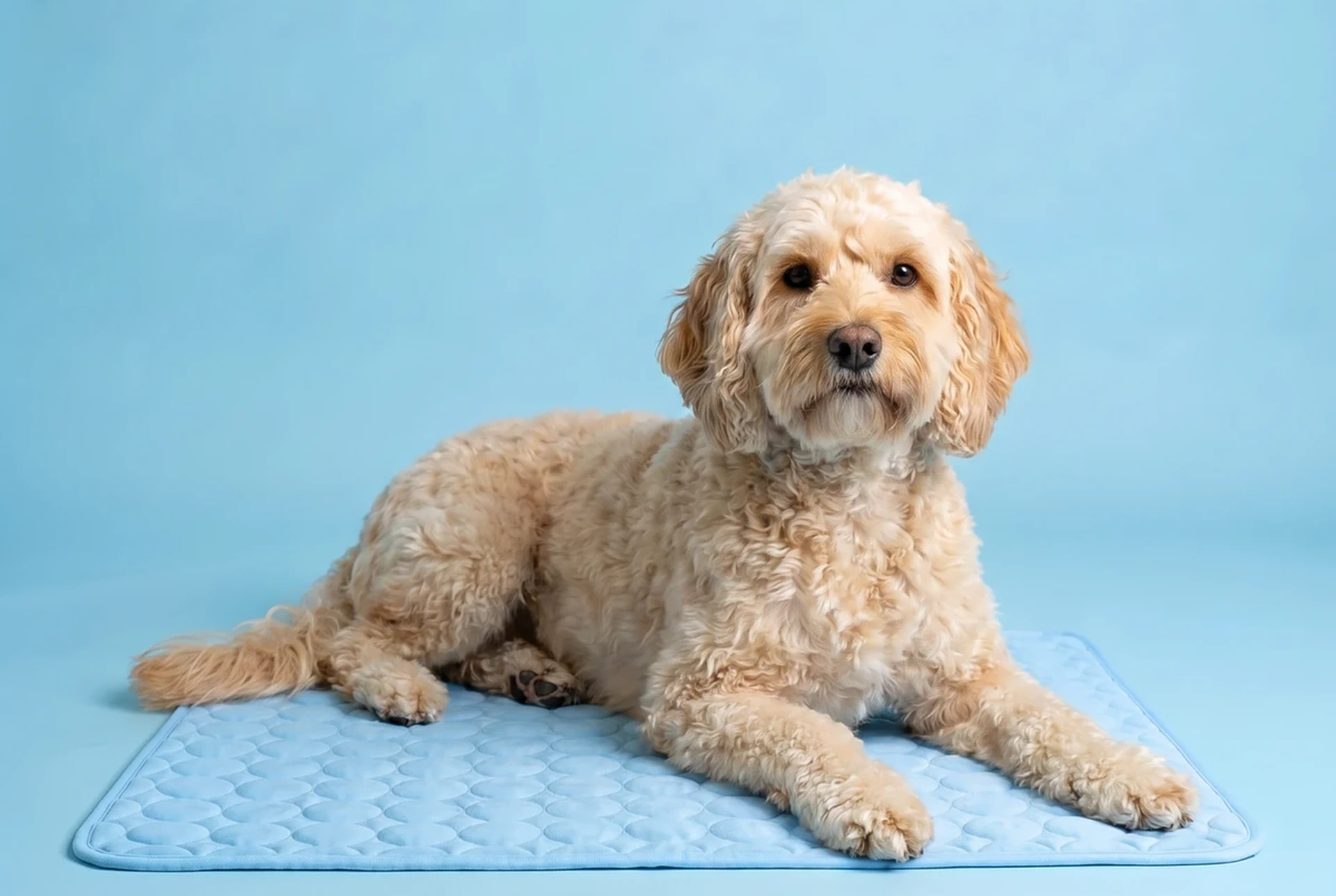 Dog resting on a ChillPaws cooling mat