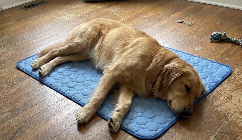 Golden retriever napping on the ChillPaws cooling mat